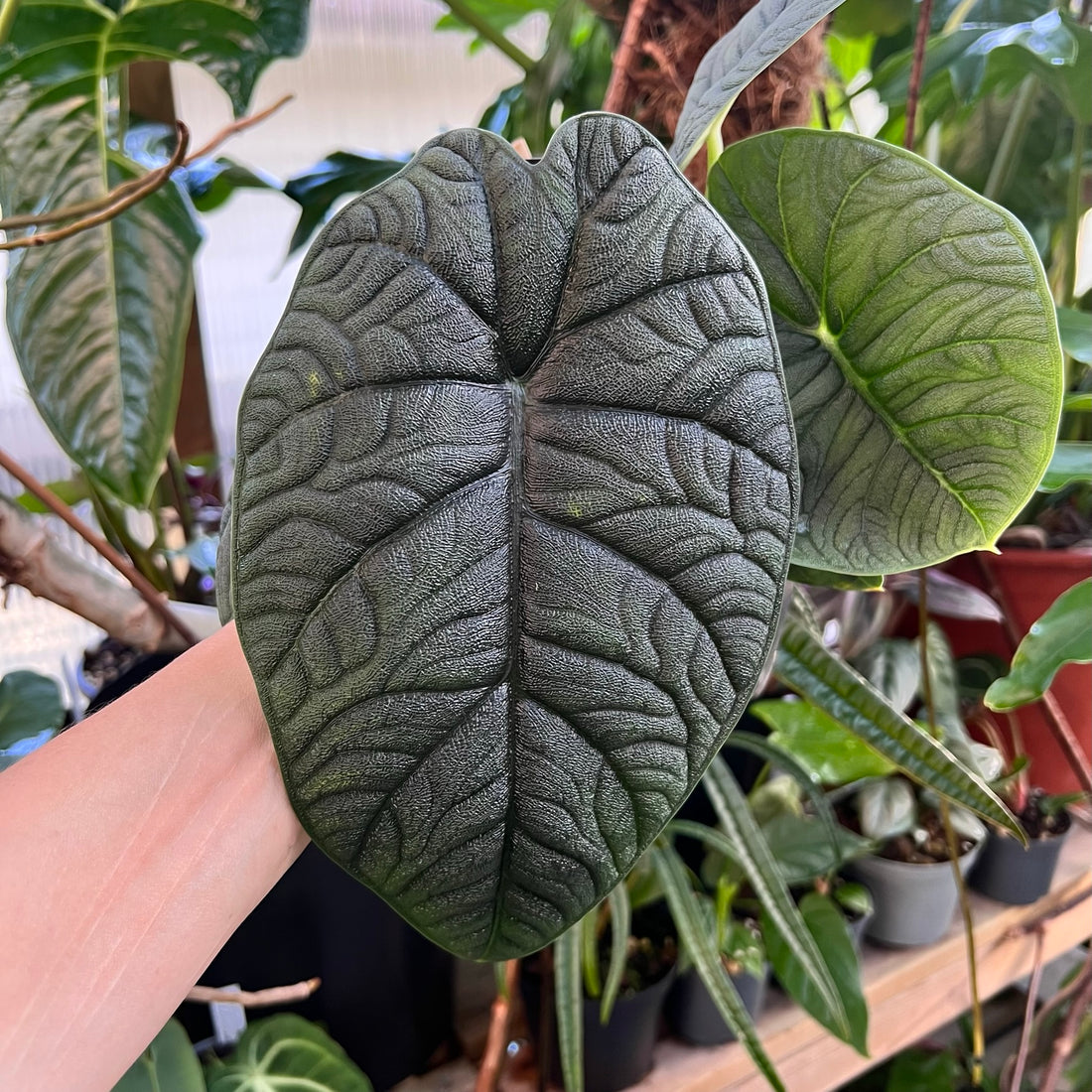 Slik lykkes du med Alocasia