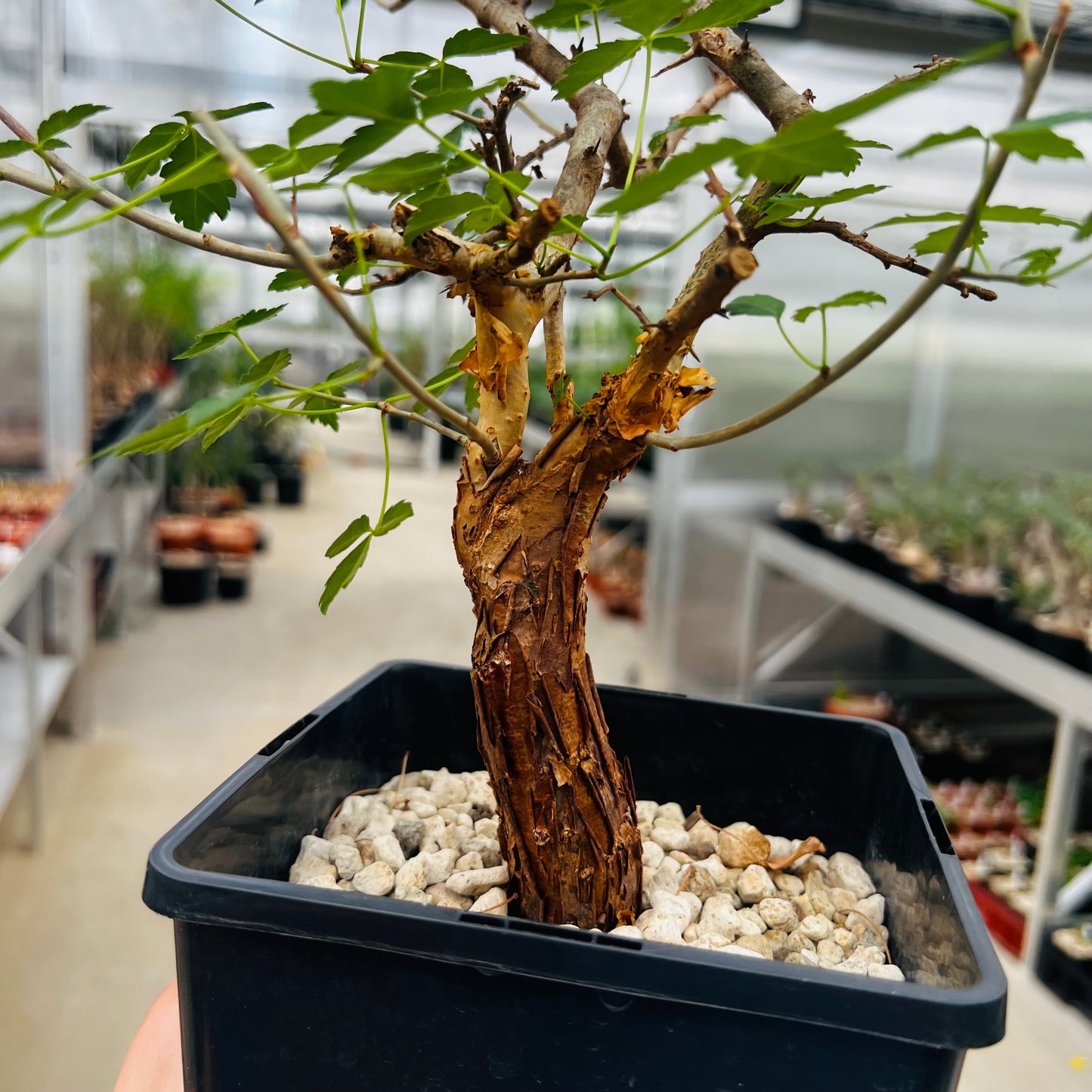 Commiphora sp., barroted plante