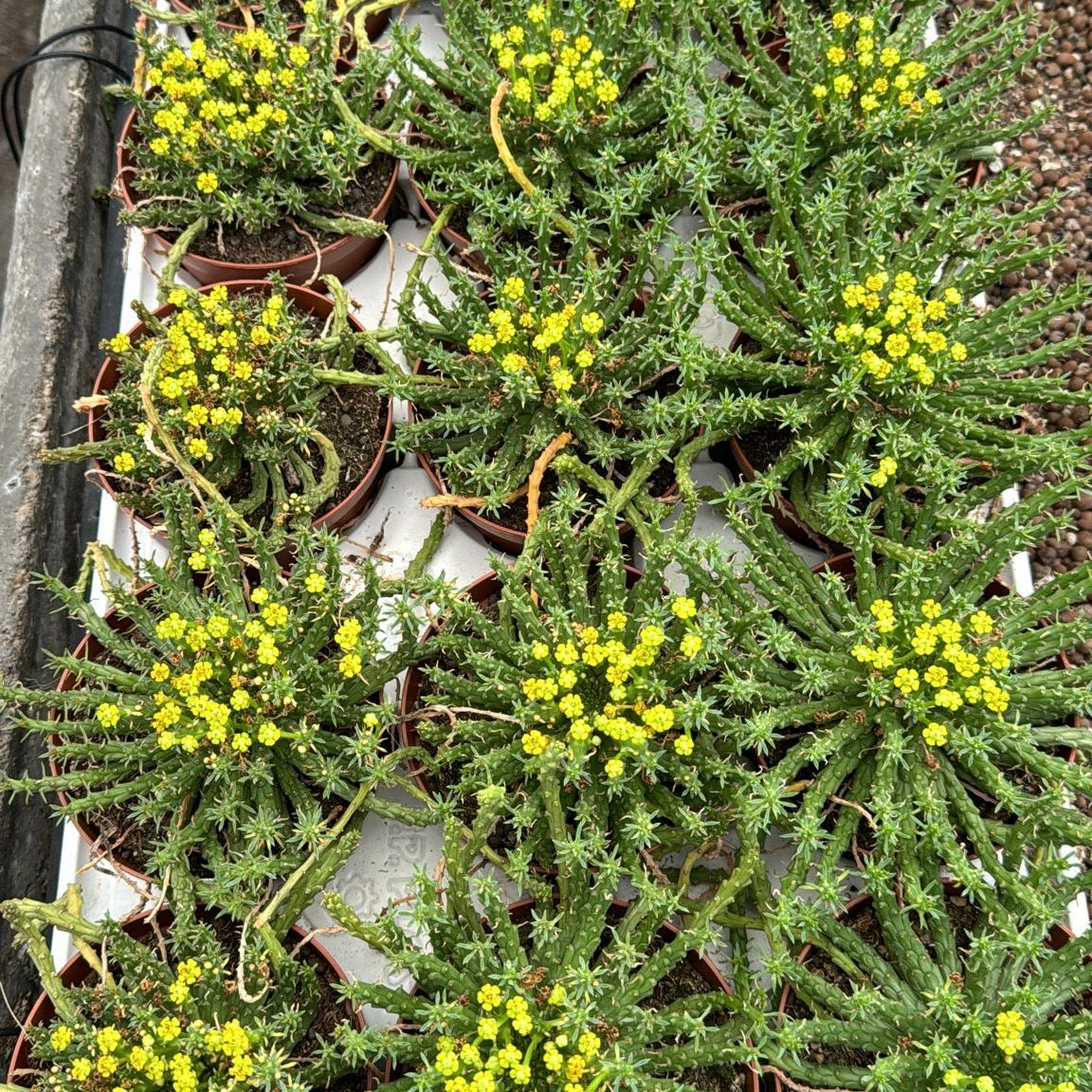 Euphorbia flanaganii, 10,5 cm potte