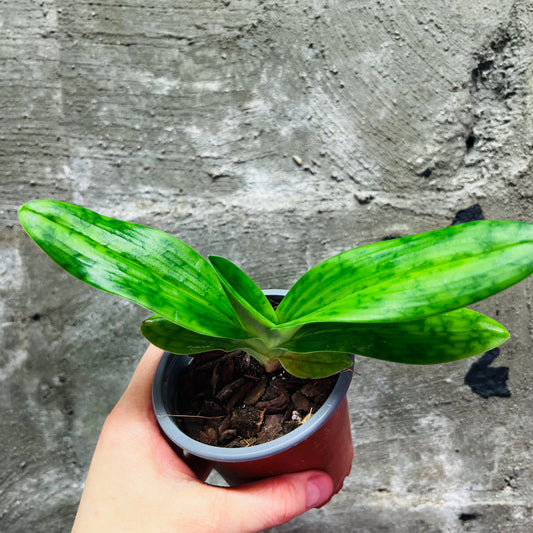 Paphiopedilum barbatum var. nigritum, 9 cm pot