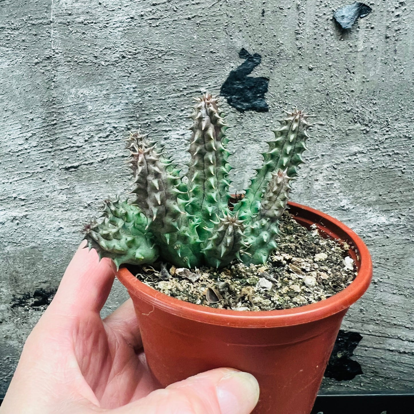 Huernia schneideriana, 8 cm potte