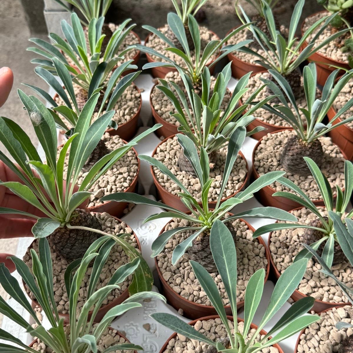 Euphorbia bupleurifolia, 10 cm potte