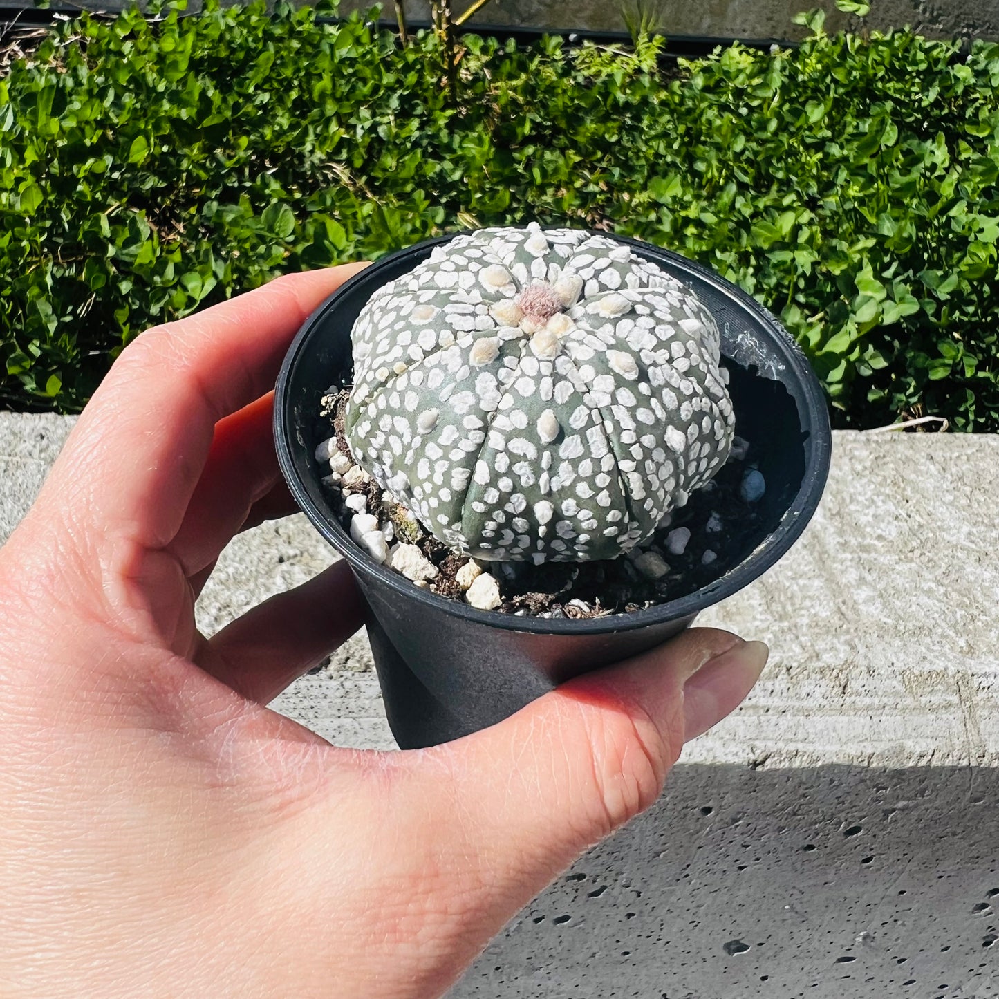 Astrophytum asterias, 7 cm potte