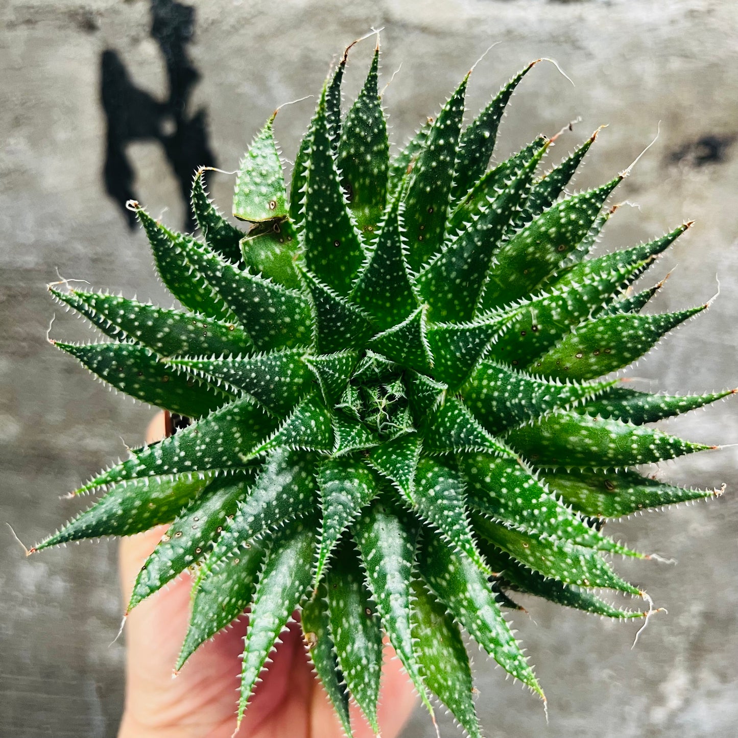 Aloe arachnoidea, 8 cm potte