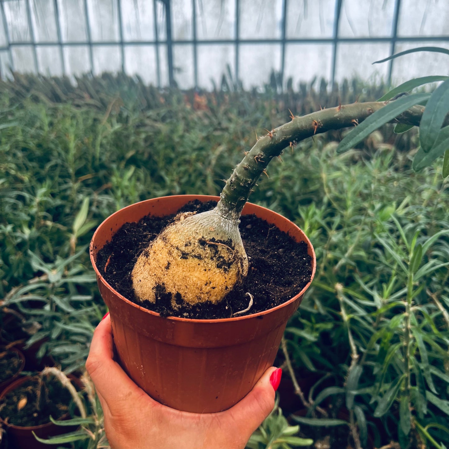 Pachypodium succulentum, 15 cm potte