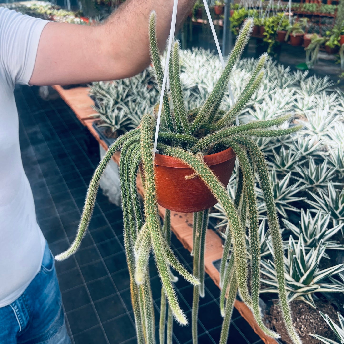 Aporocactus flageliiformis, 13 cm potte