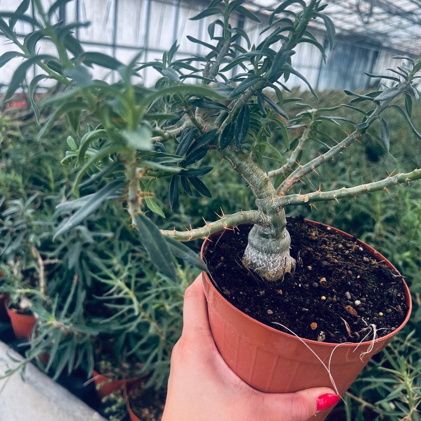 Pachypodium bispinosum, 15 cm potte