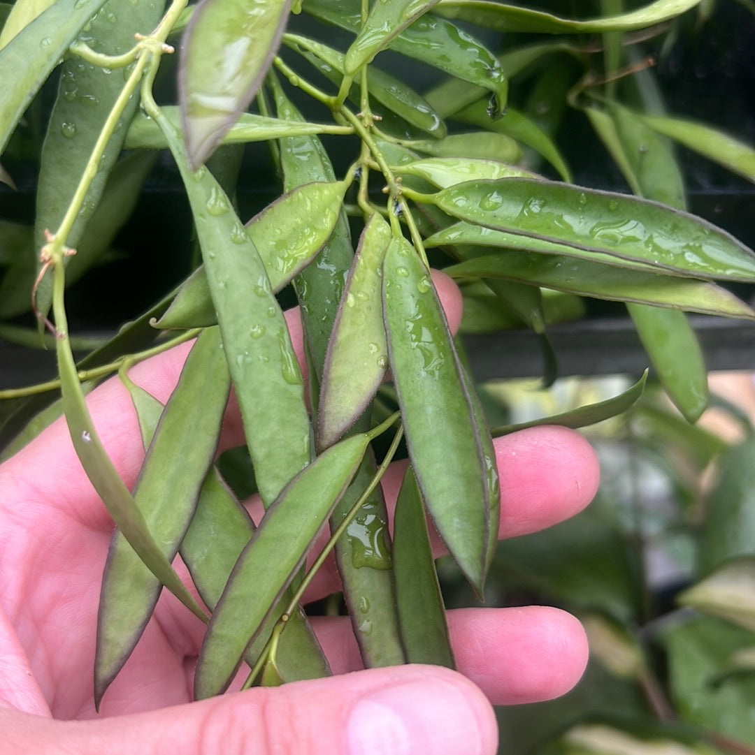 Hoya odettae, unrooted cutting with 3 nodes