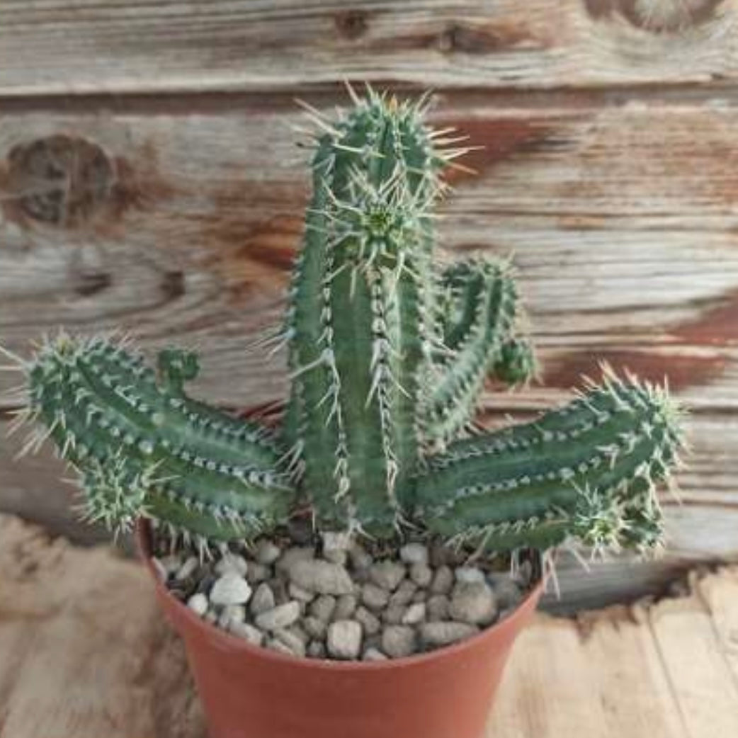 Euphorbia phillipsioides, 10,5 cm potte