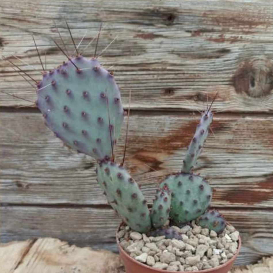 Opuntia santa-rita, 10,5 cm potte