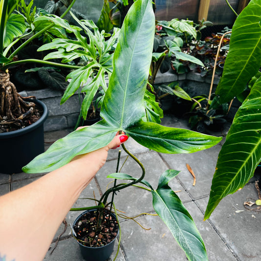 Philodendron Dayaneth Dreams (paloraense cf x spiritus-sancti), 19 cm potte