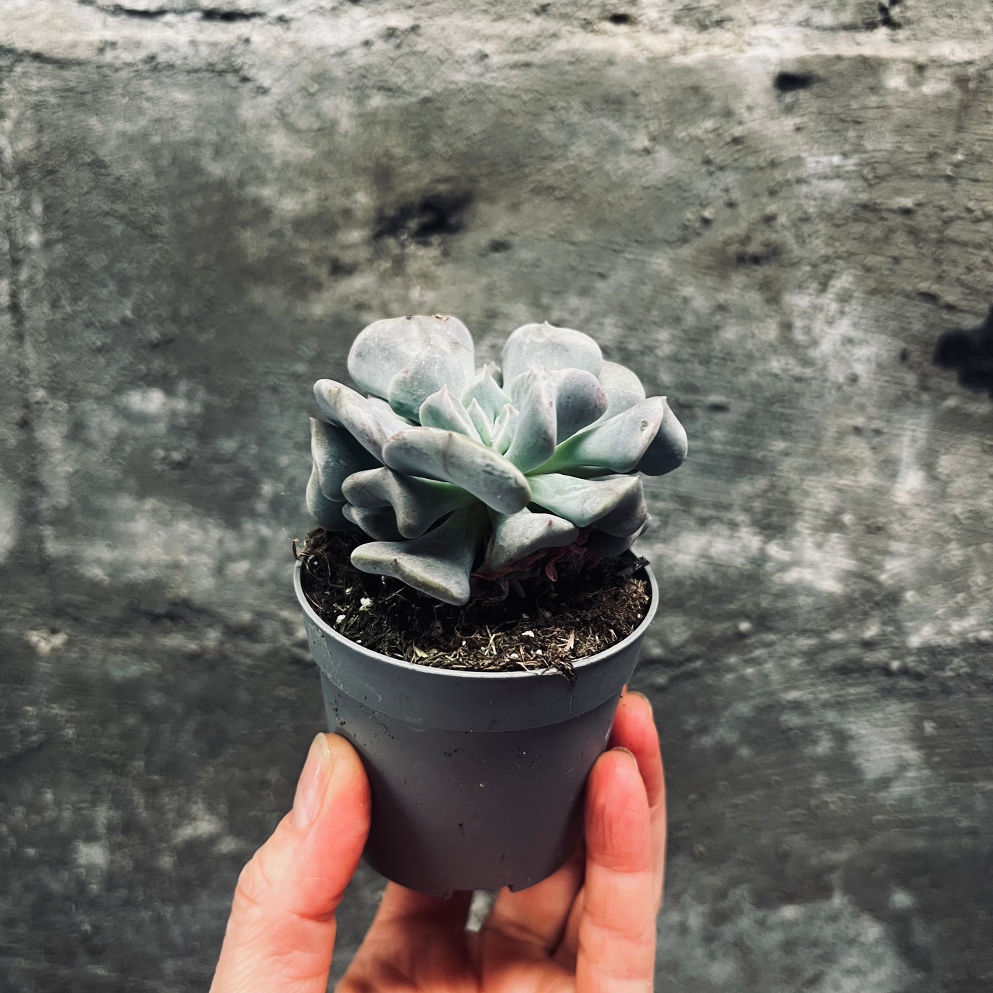 Echeveria Cubic Frost, 6 cm pot