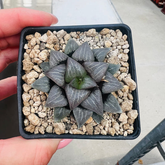 Haworthia bayeri, barroted plante