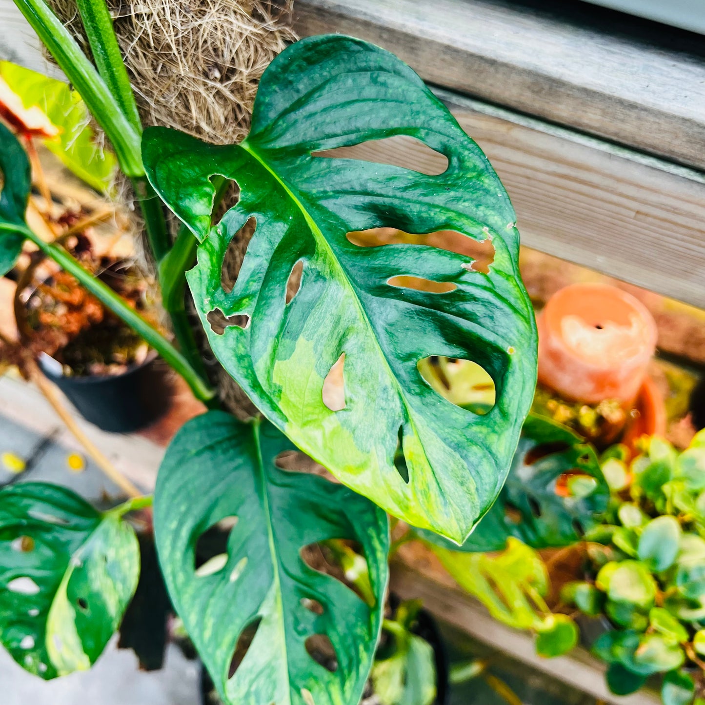 Monstera adansonii f.aureovariegata, 22 cm potte