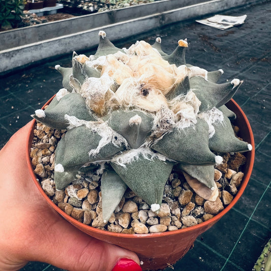 Ariocarpus retusum, 12 cm potte