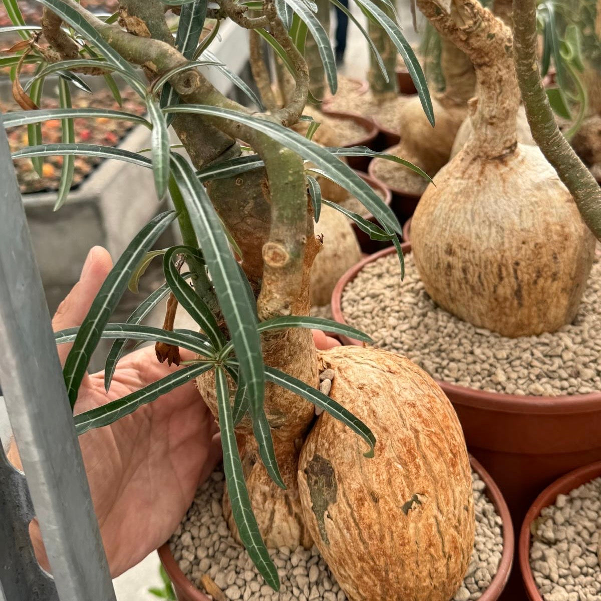 Adenium arabicum, 16 cm potte