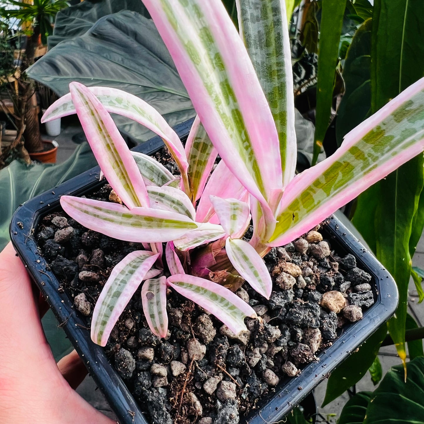 Ledebouria socialis f.variegata, 8 cm potte