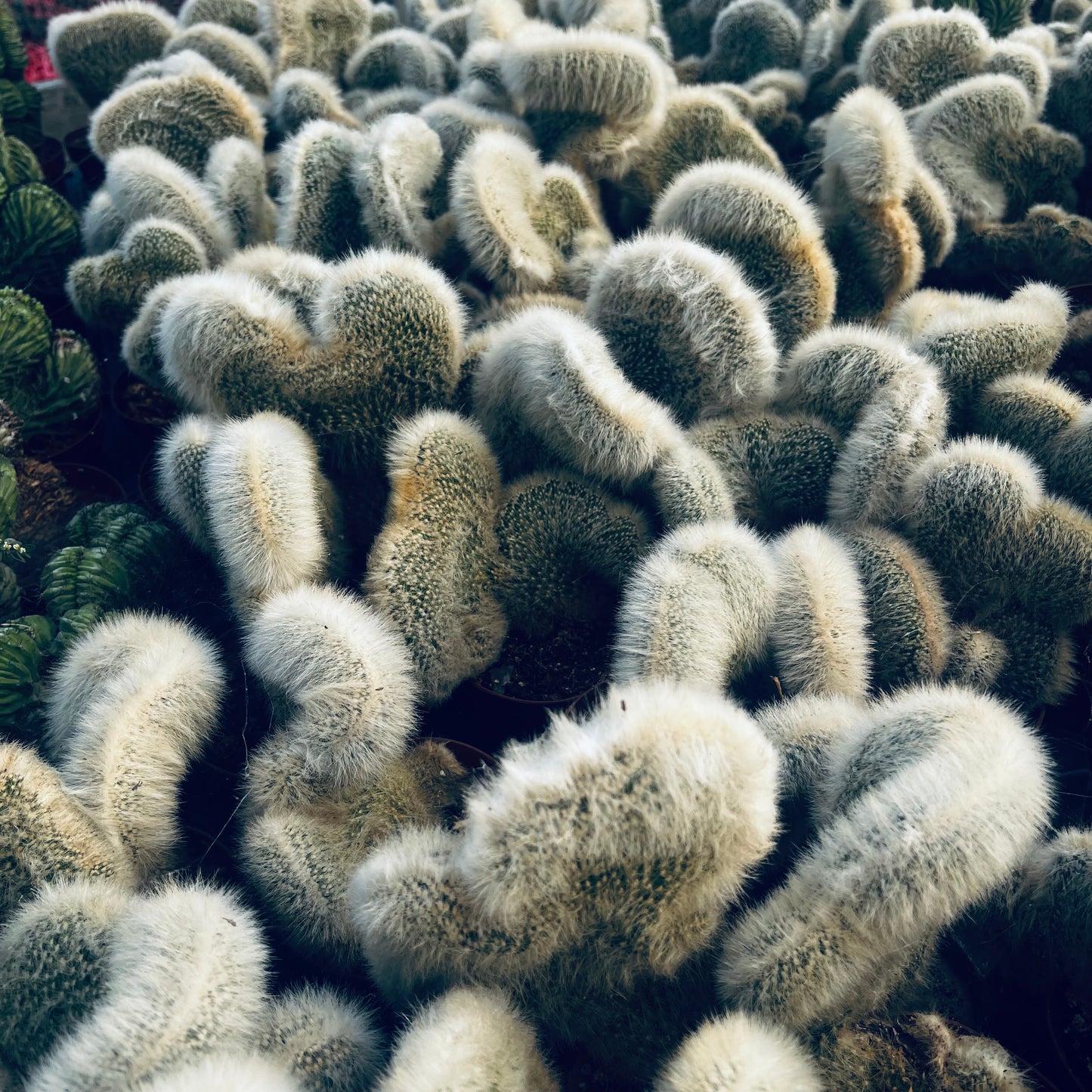 Cleistocactus winterii f.cristata, 12 cm potte