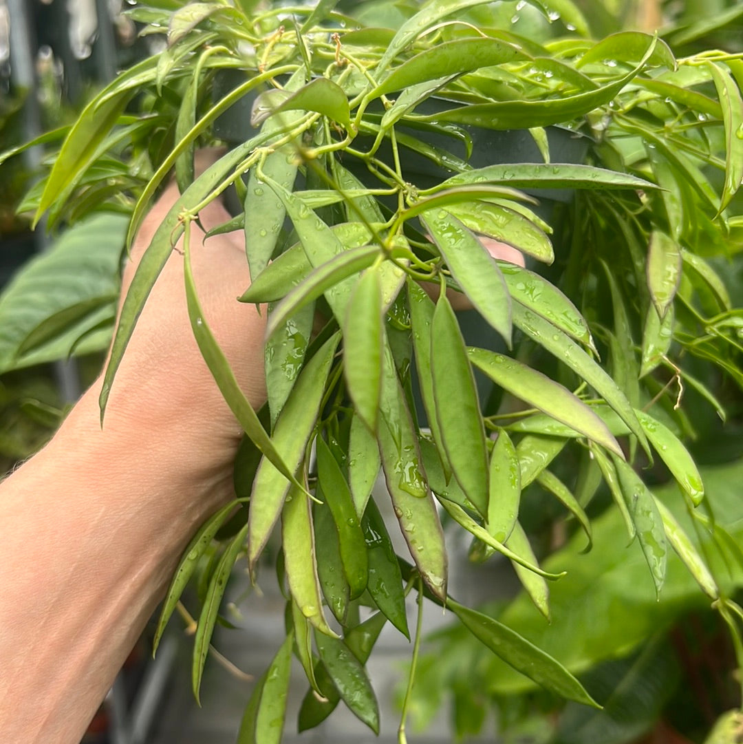 Hoya odettae, unrooted cutting with 3 nodes