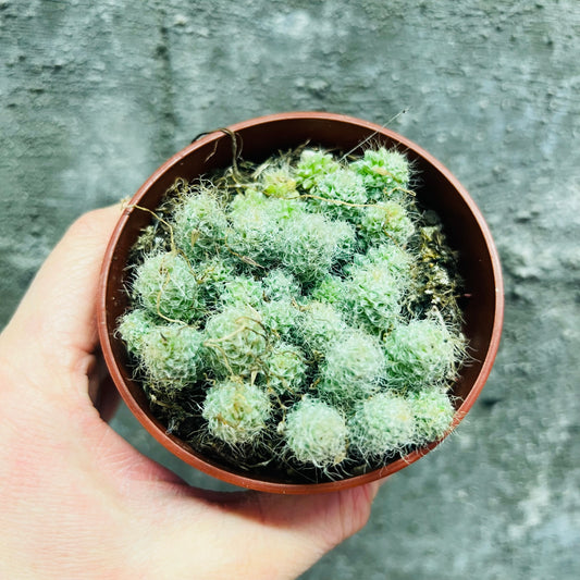 Anacampseros filamentosa ssp.tomentosa, 8 cm pot