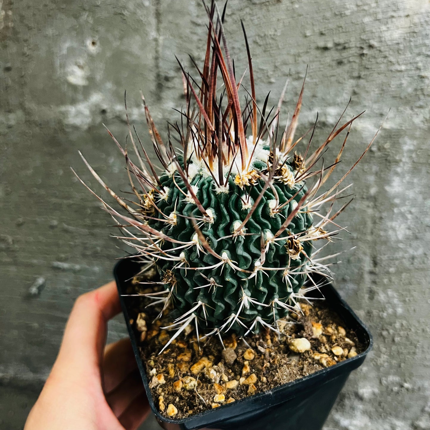 Echinofossulocactus sp., 10 cm potte