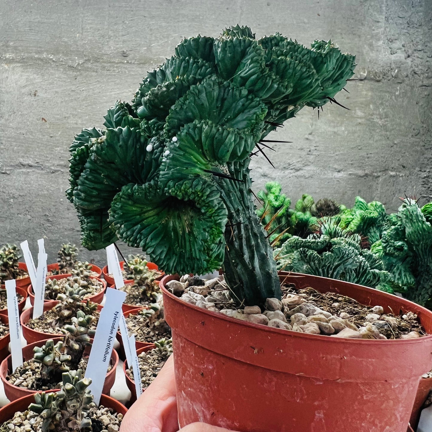 Euphorbia enopla f.cristata, 10 cm potte