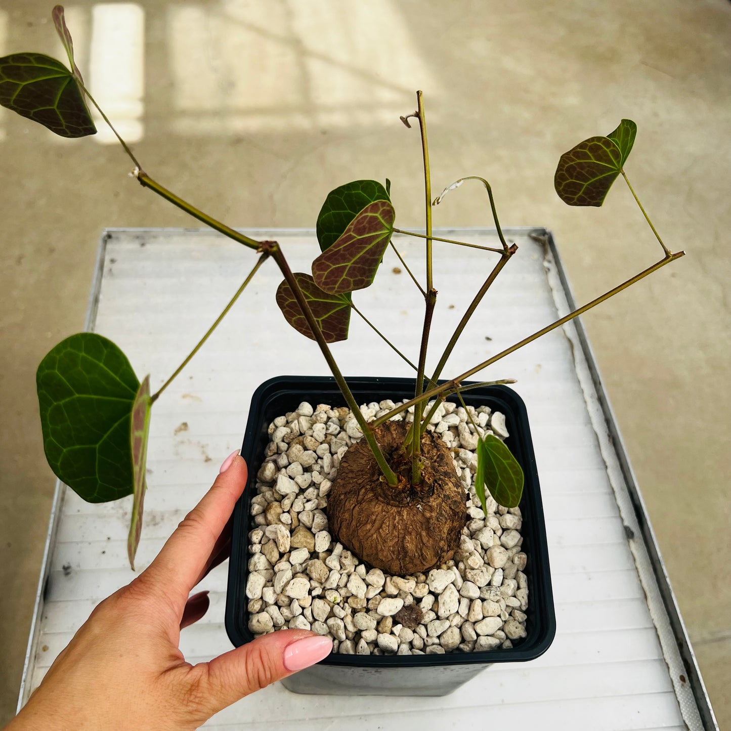 Tylosema fassoglensis, barroted plante