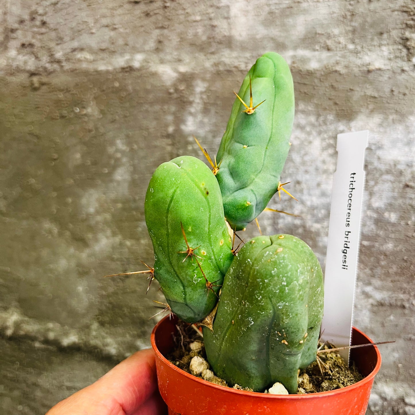 Trichocereus bridgesii, 9 cm potte