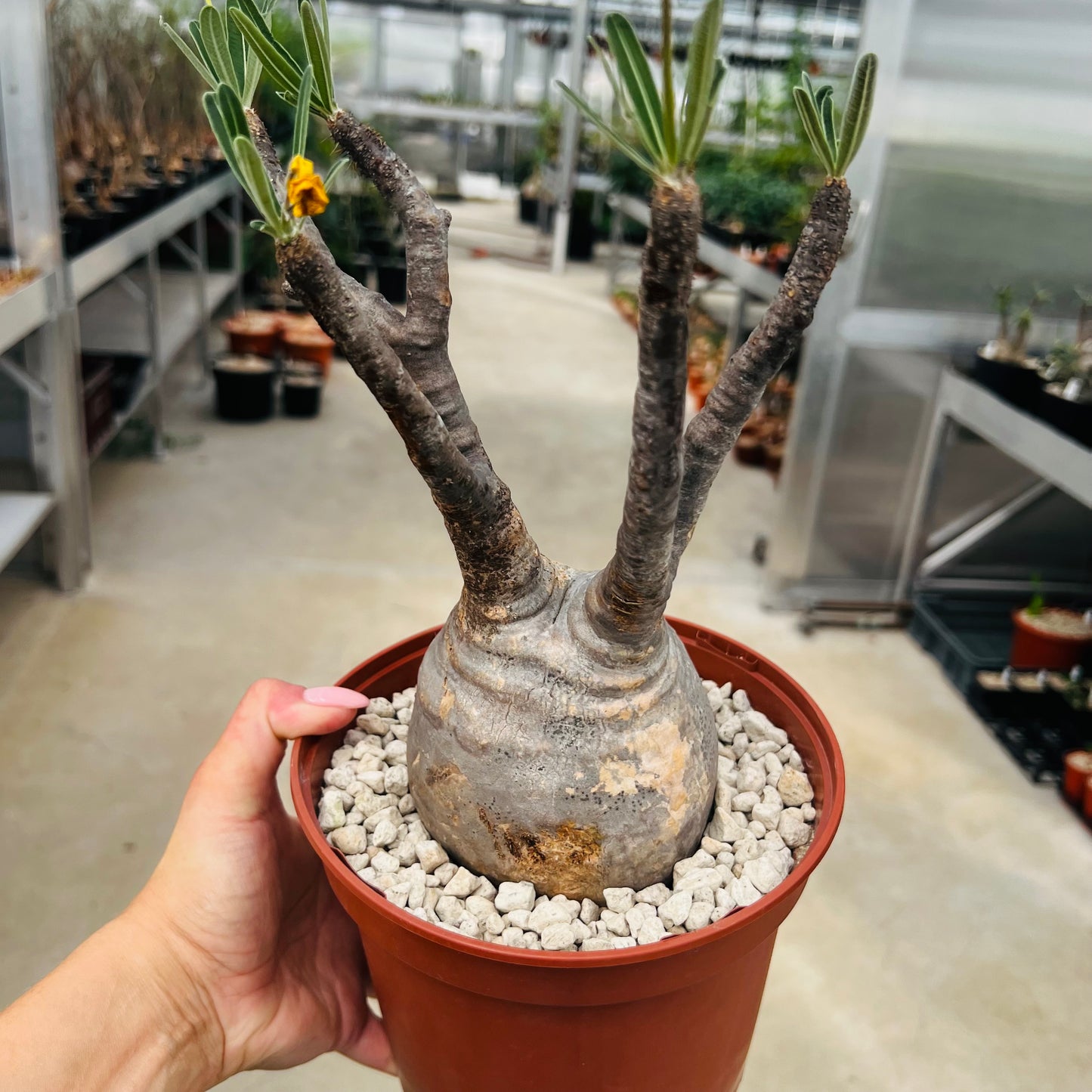 Pachypodium rosulatum ssp.gracilius, barroted plante