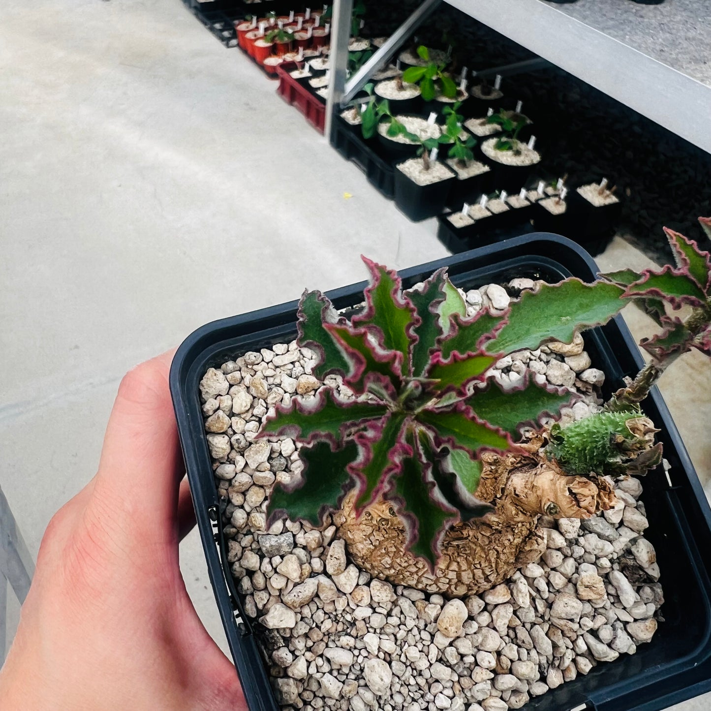 Monadenium echinulatum, barroted plante