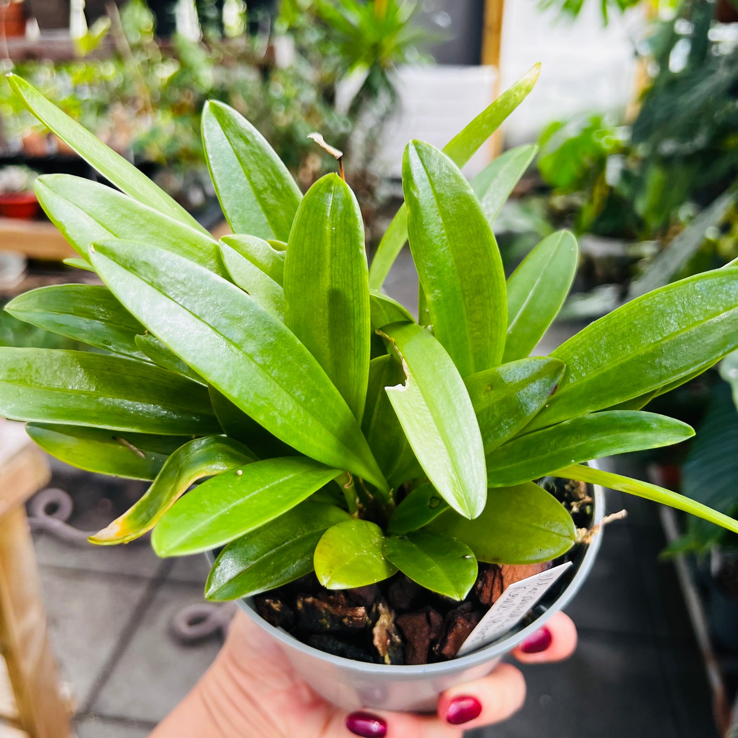 Masdevallia Devil’s Heart