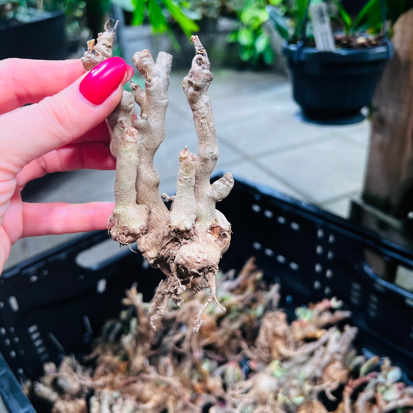 Adromischus sp., barroted plante