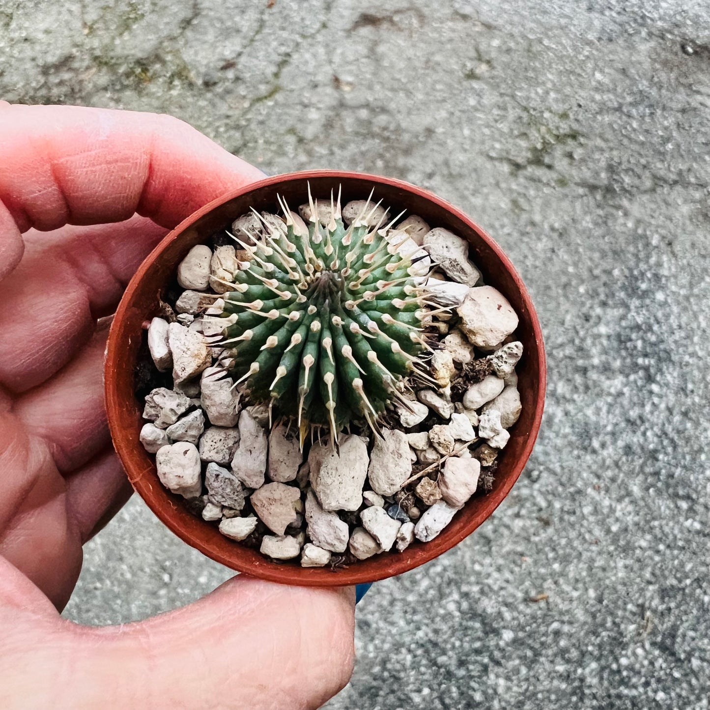 Hoodia gordonii, 3 cm potte