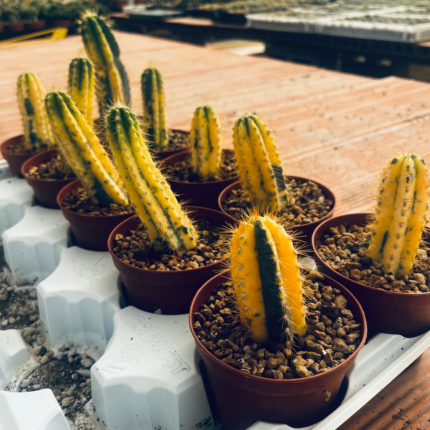 Cereus azureus f.variegata, 8 cm potte