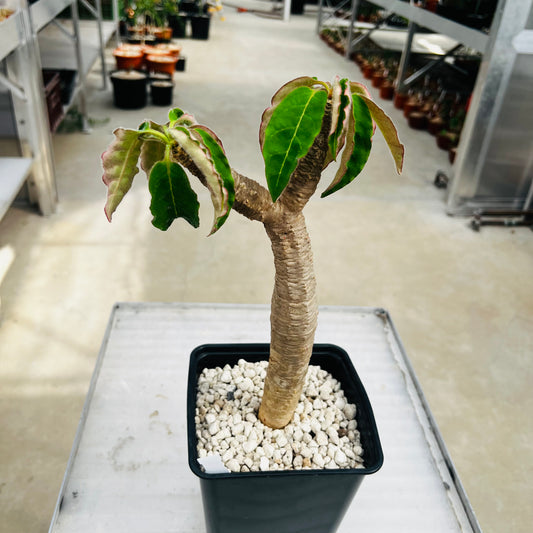 Euphorbia ankarensis, barroted plante