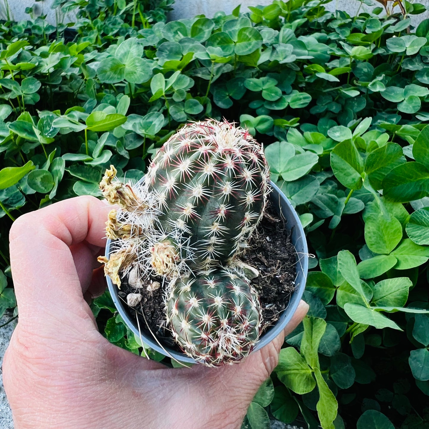 Echinocereus viridiflorus, 6 cm potte