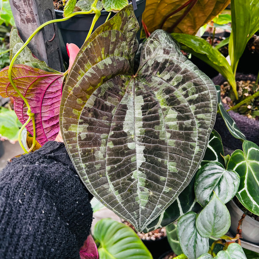 Dioscorea discolor, 12 cm potte