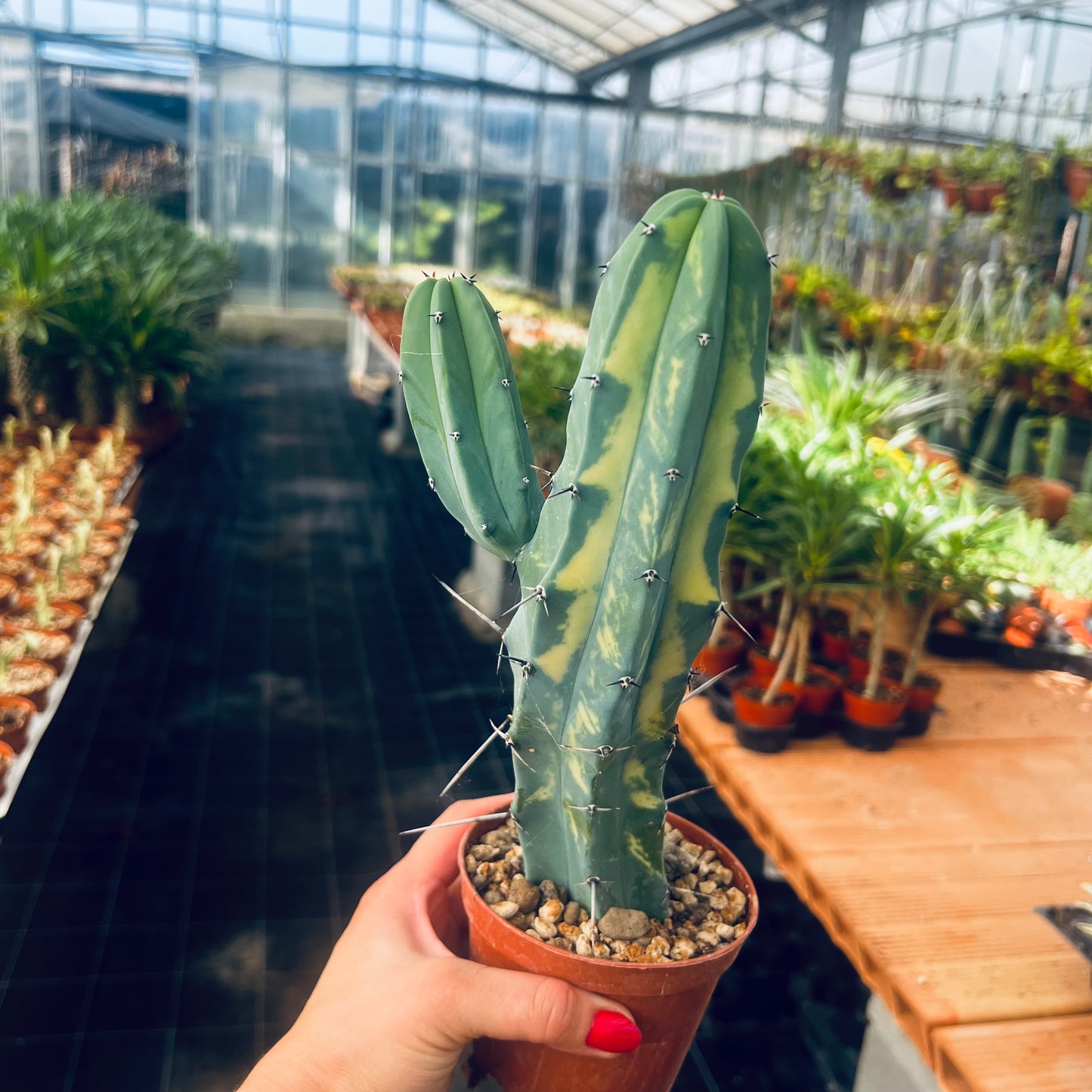 Myrtillocactus geometrizans f.variegata, 8 cm potte