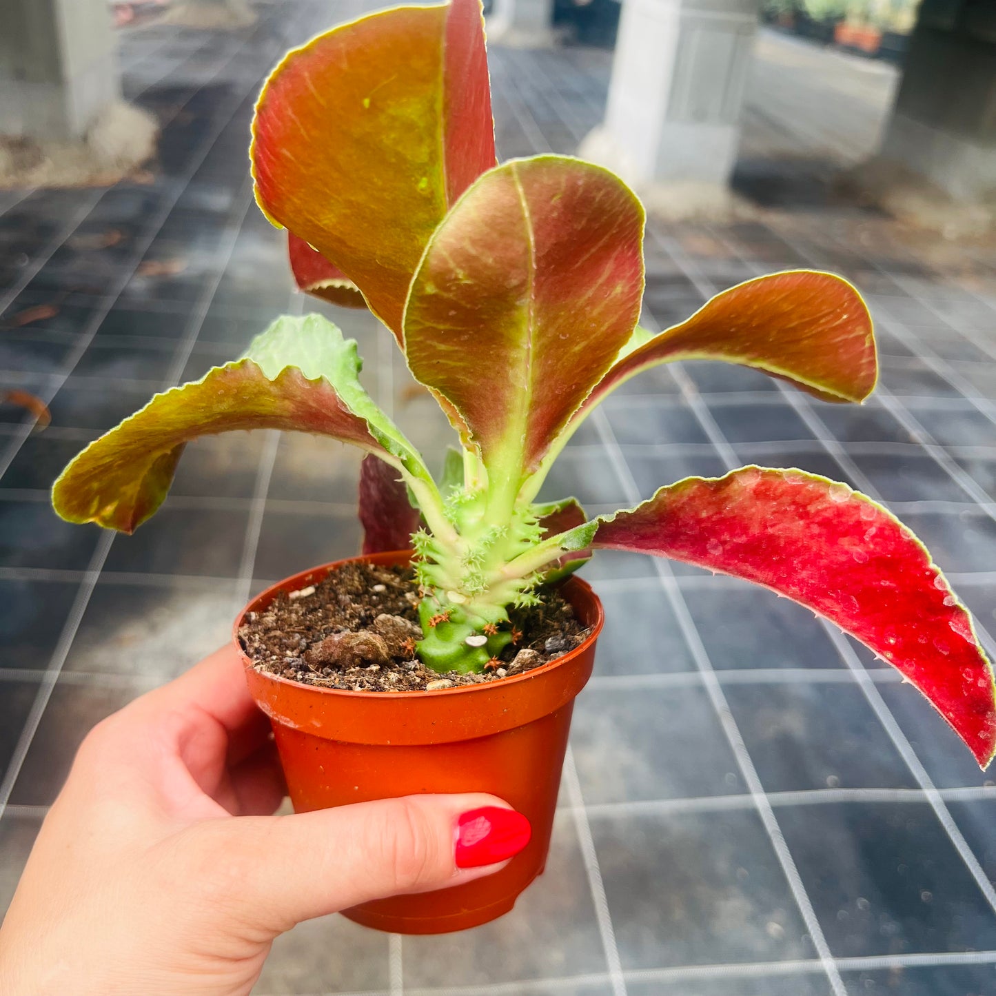 Monadenium spectabilis, 8 cm potte