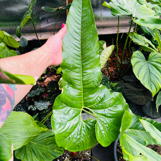 Anthurium ivanportillae, 22 cm potte