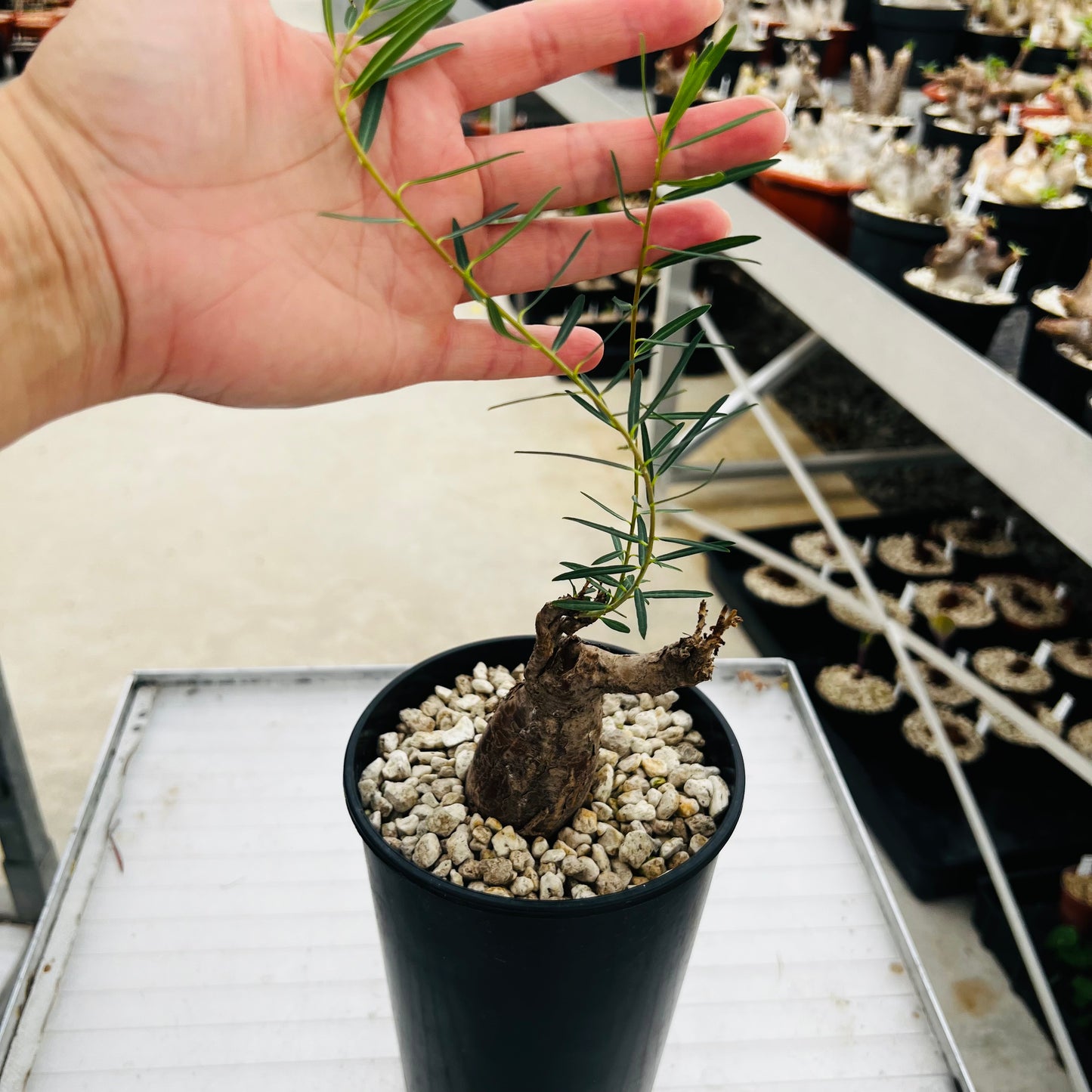 Euphorbia bongensis, barroted plante