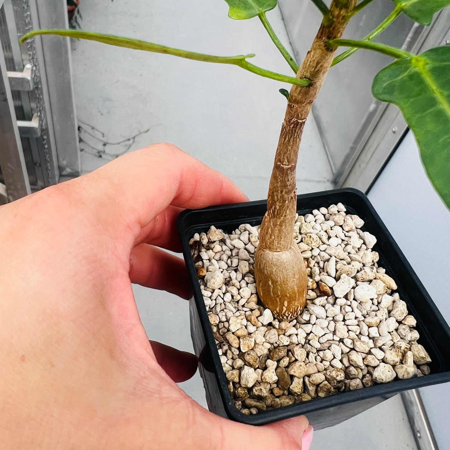 Jatropha capensis, barroted plante