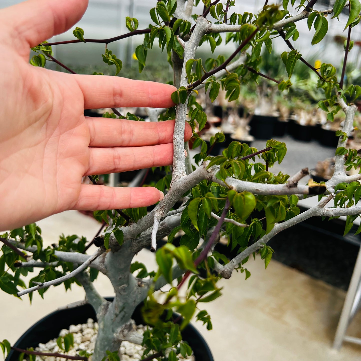 Commiphora sp.blue peeling bark stor, barroted plante