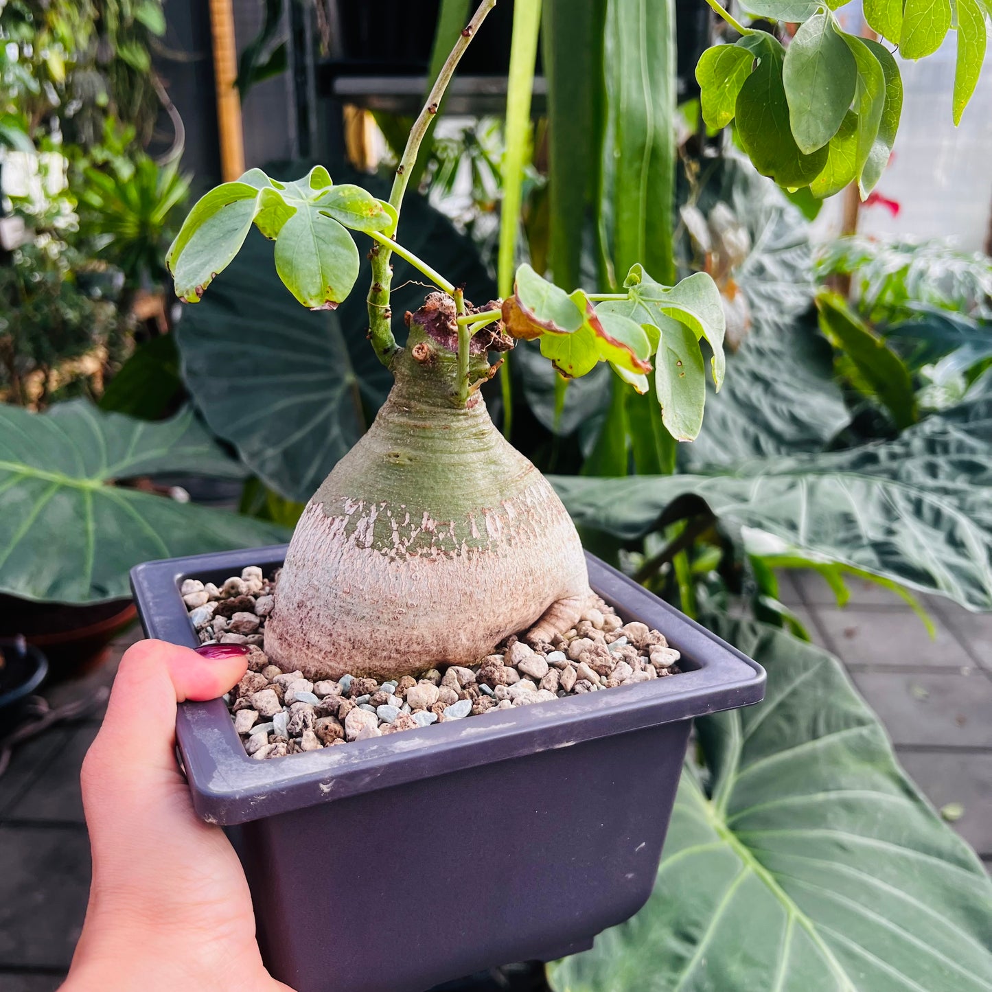 Adenia glauca, 17 cm potte