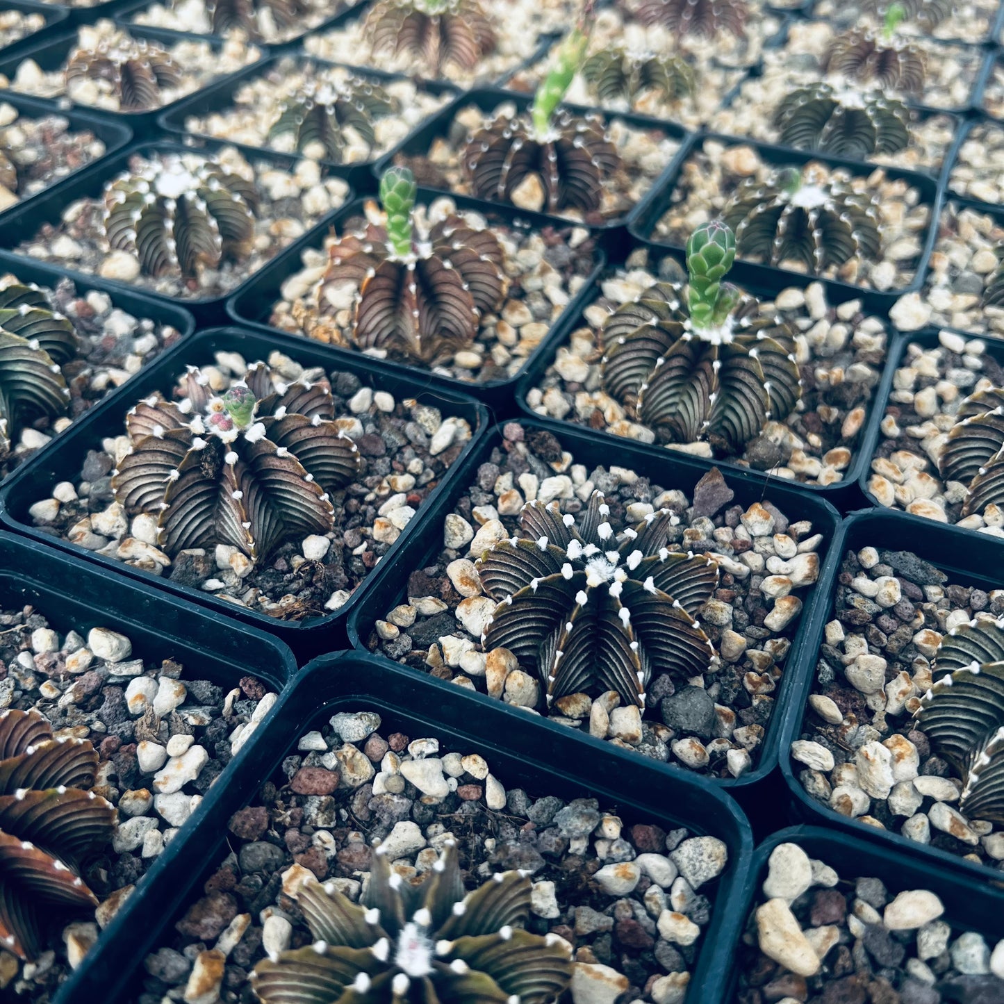 Gymnocalycium mihanovicii f.fluminalis, 7 cm potte