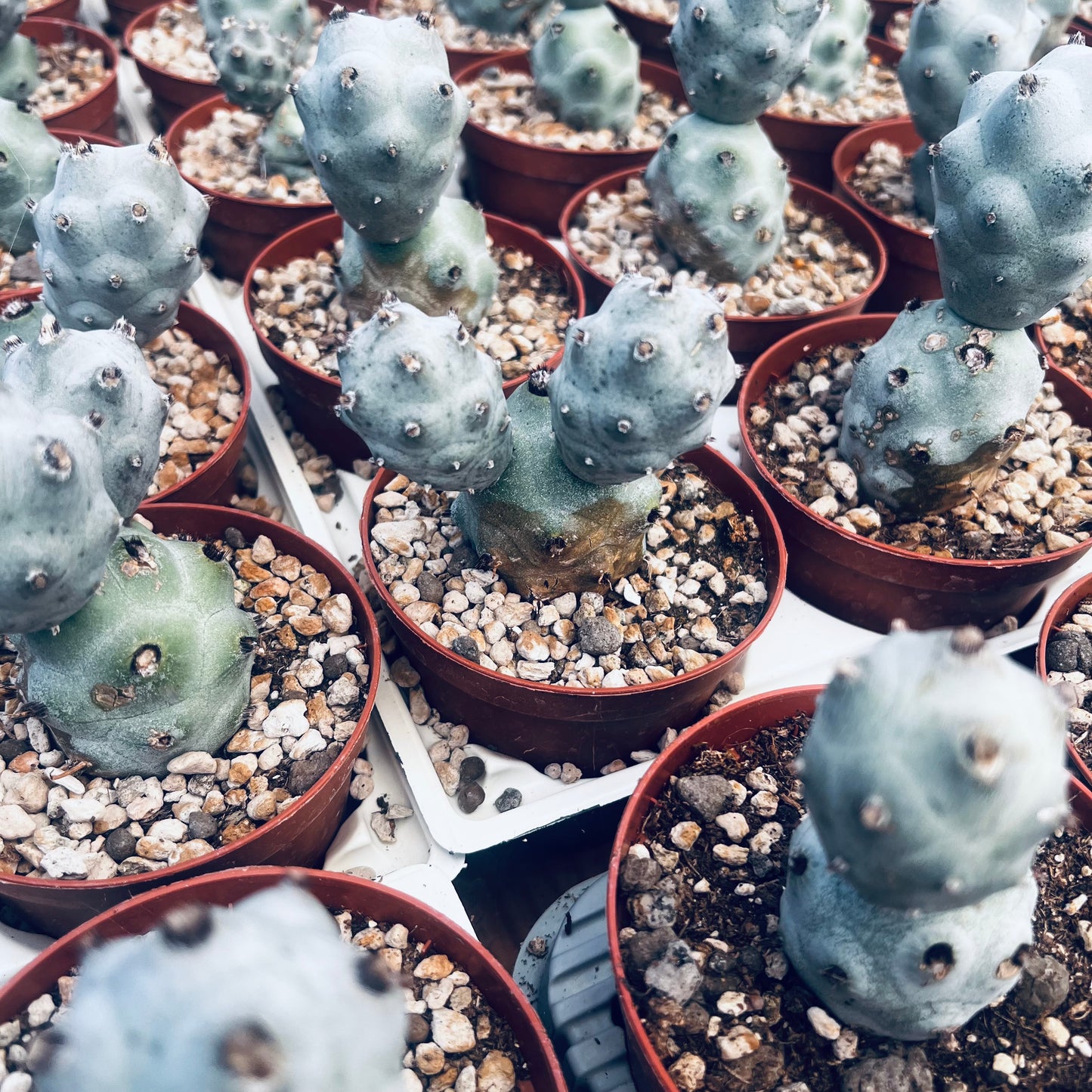 Tephrocactus calvus, 10 cm potte