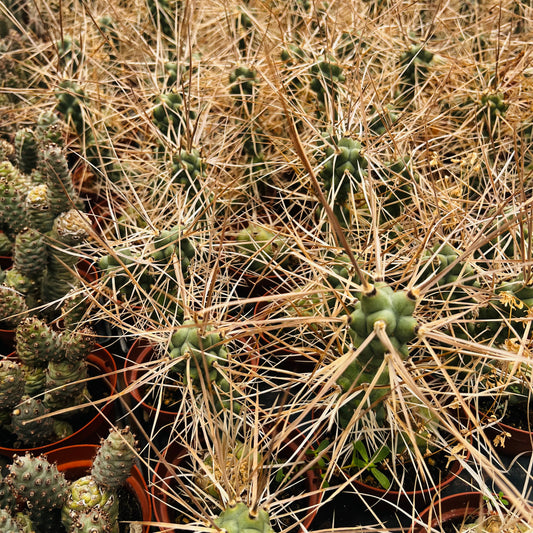 Tephrocactus articulatus var.syringacanthus, 10,5 cm potte