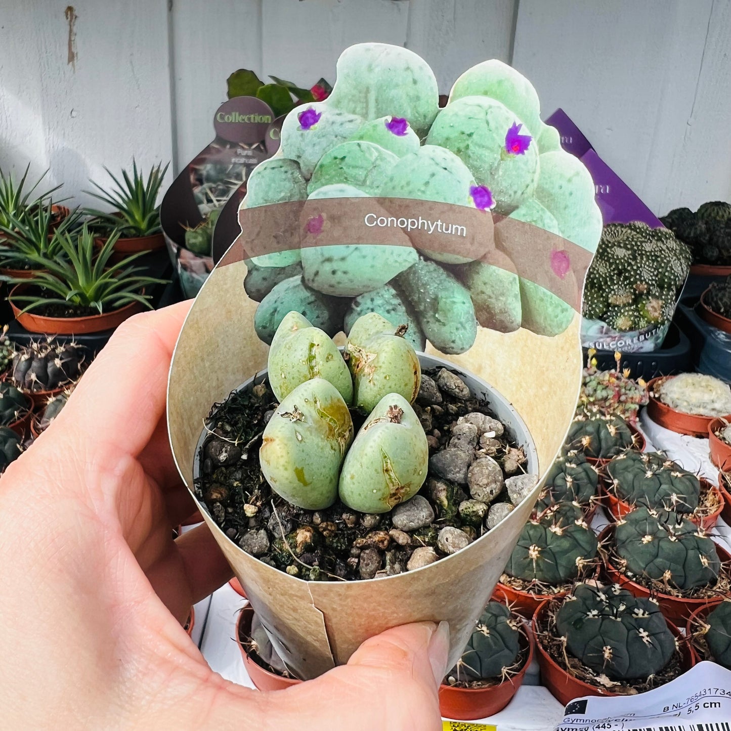 Conophytum sp., 6 cm potte