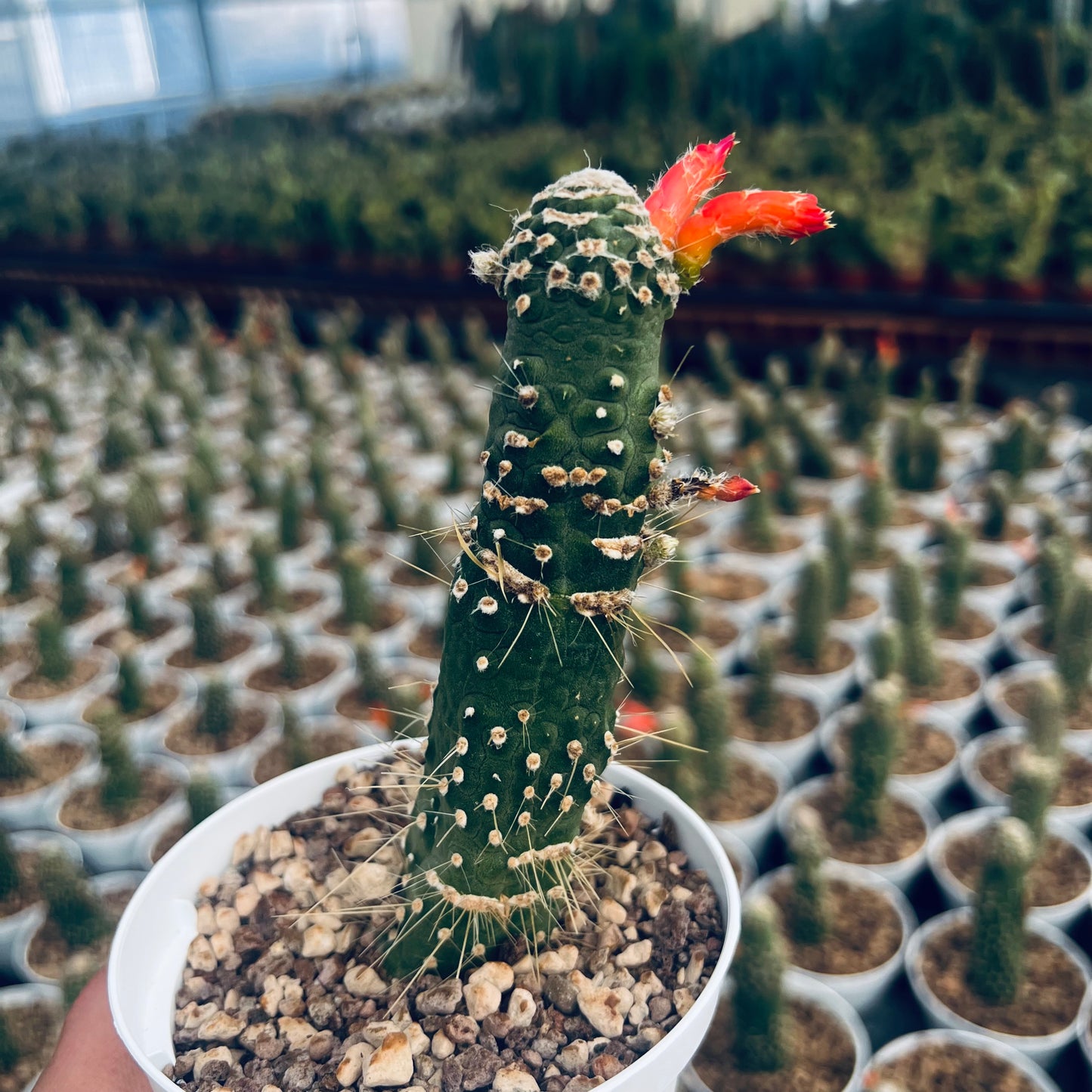 Cleistocactus jujuensis f.monstruosa, 10,5 cm potte