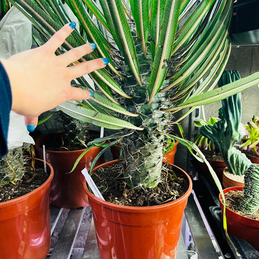 Pachypodium lamerei, 24 cm potte